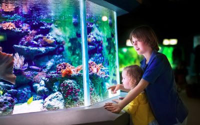 Choosing a Shape for Luxury Home Aquariums