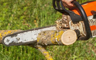 How Can An Emergency Tree Service In Monterey CA Help You?